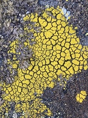Candelariella coralliza