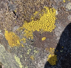 Candelariella coralliza