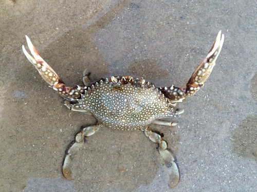 Speckled Swimming Crab, photo 5 of 9