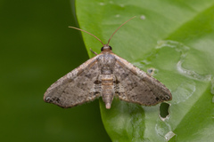 Collinsa commanotata