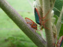 Edessa rufomarginata