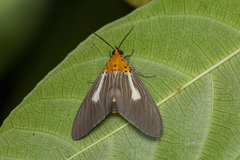 Asota subsimilis