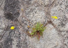 Hyoseris radiata