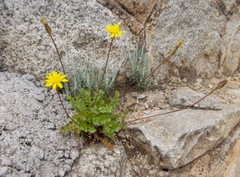 Hyoseris radiata