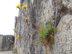 Hyoseris radiata
