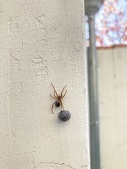 Steatoda nobilis