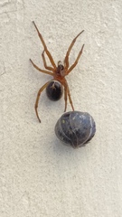 Steatoda nobilis