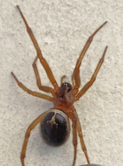 Steatoda nobilis