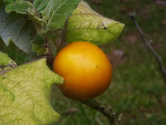 Solanum quitoense