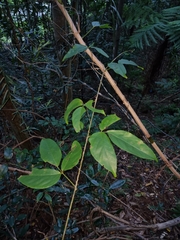 Mucuna gigantea