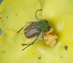 Eulasia pareyssei