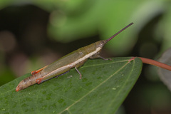 Mitricephala milleri