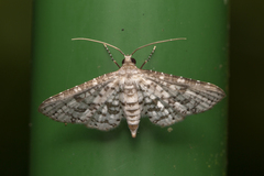 Epaena