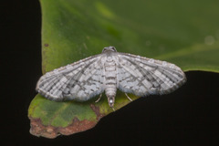 Epaena
