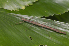 Planososibia esacus