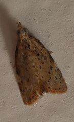 Capua nummulata