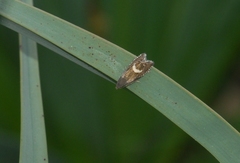 Grapholita lunulana
