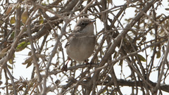 Curruca communis
