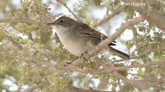 Curruca communis