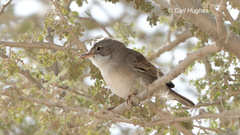Curruca communis