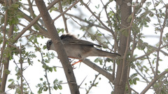 Curruca communis