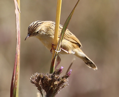 Cisticola aridulus kalahari