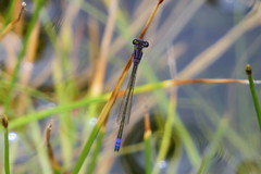 Proischnura polychromatica