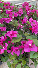 Bougainvillea spectabilis