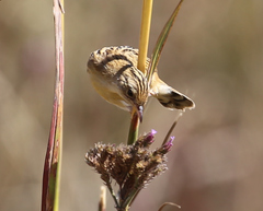 Cisticola aridulus kalahari