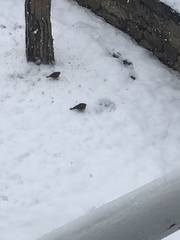 Fringilla montifringilla