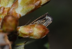Grapholita lunulana