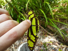 Philaethria diatonica