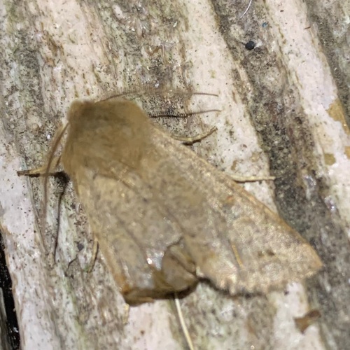 Twin-spotted Quaker, Amsterdam, Oude Haagseweg, photo 7 of 10