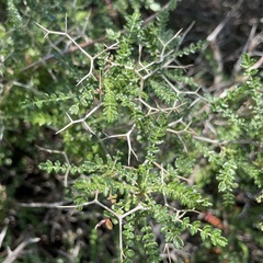 Sarcopoterium