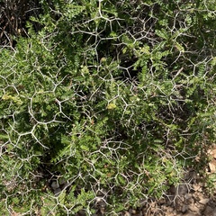 Sarcopoterium