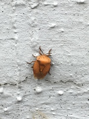 Tessaratoma papillosa