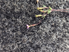 Leptosiphon bolanderi