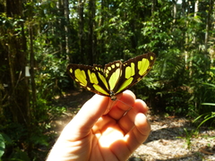 Philaethria diatonica