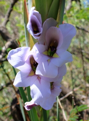 Gladiolus rehmannii
