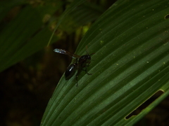 Agelaia panamaensis