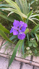 Iris tectorum