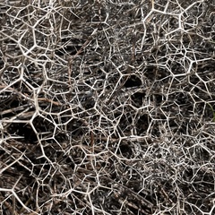 Sarcopoterium