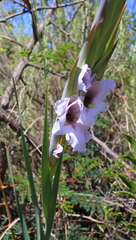 Gladiolus rehmannii