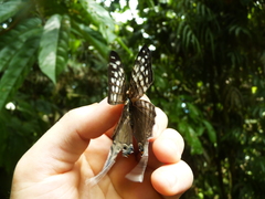 Marpesia merops