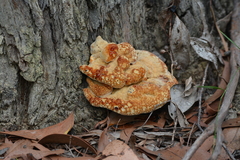 Piptoporus australiensis