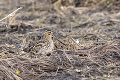 Gallinago nigripennis