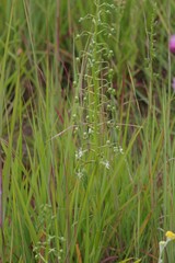 Habenaria schimperiana