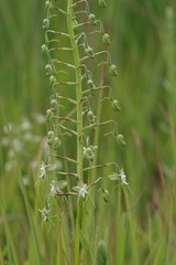 Habenaria schimperiana