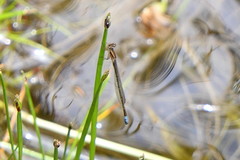 Proischnura polychromatica