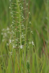 Habenaria schimperiana